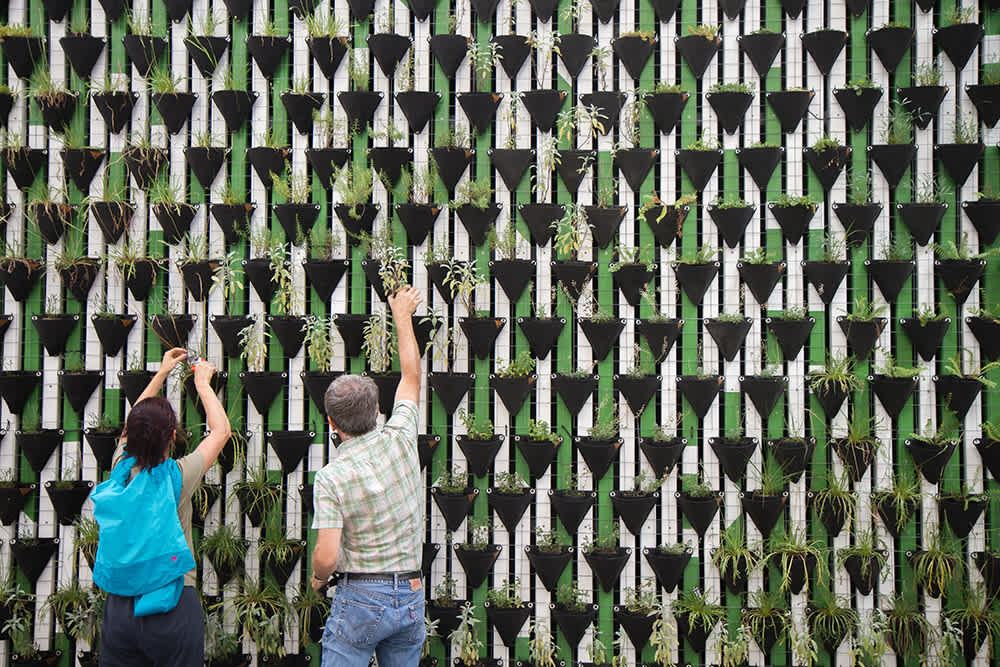 man and woman reaching up on greenery wall tending to potted plants