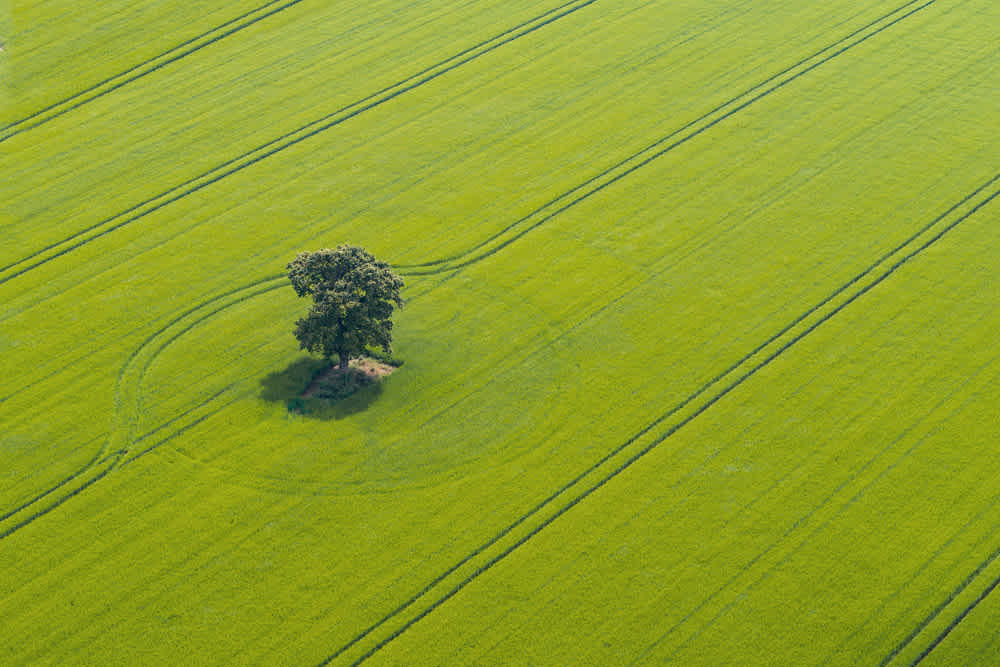 A lone tree stands in the middle of a vast green crop field, with tractor tire tracks forming geometric patterns around it. The scene is captured from an aerial perspective, highlighting the trees isolation amidst the vibrant greenery.