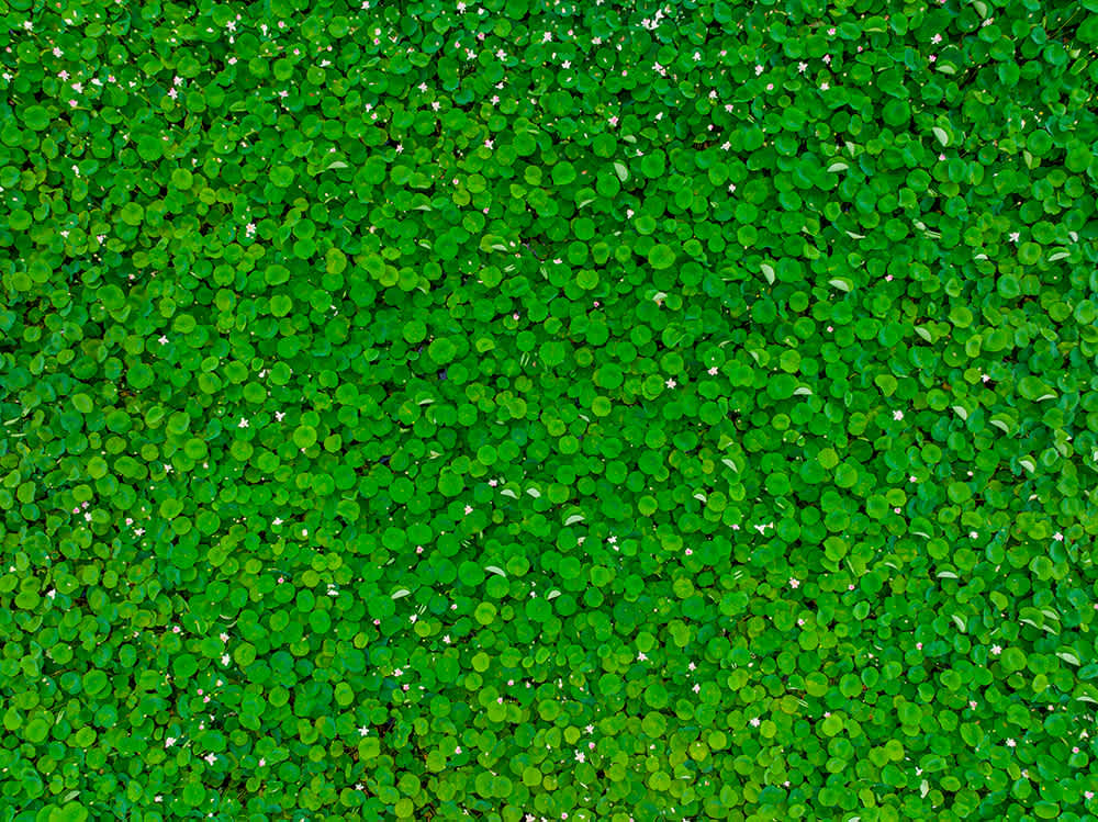  A lush carpet of vibrant green leaves covers the entire image, creating a dense, uniform texture. Scattered among the leaves are small white flowers, adding subtle contrast to the greenery.  