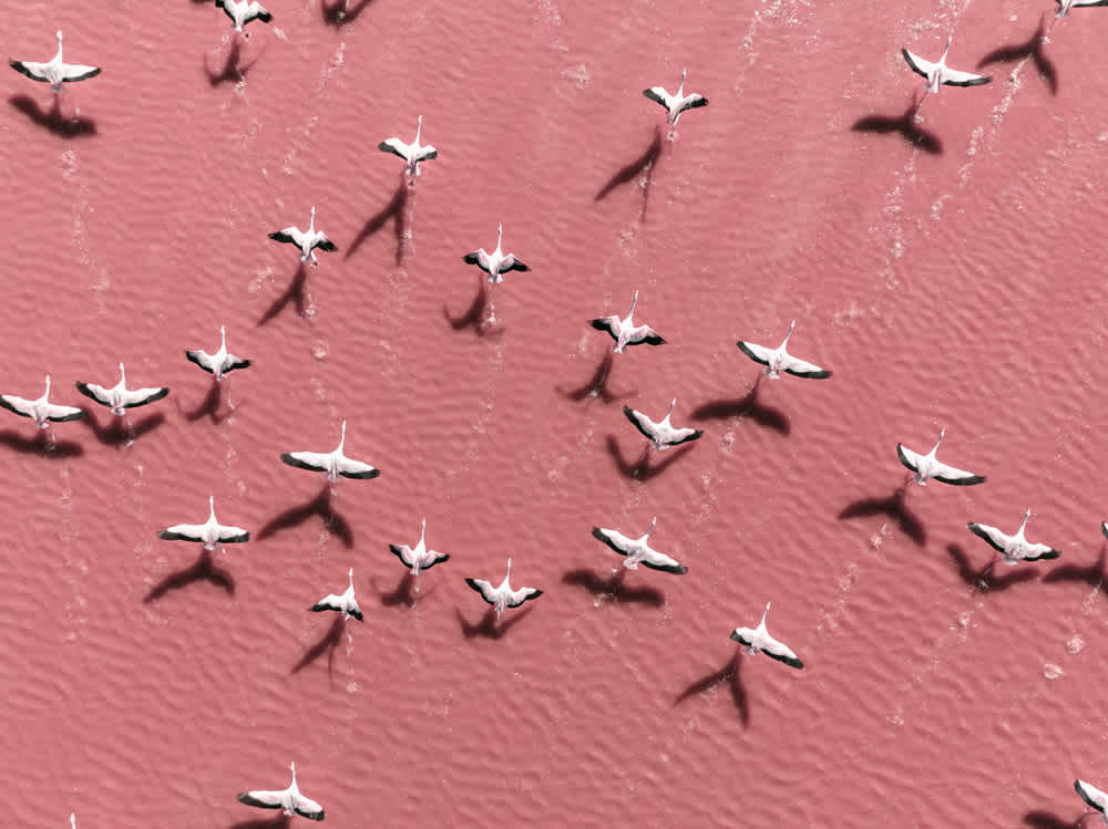 Aerial view of a flock of white birds flying over a pink lake. The waters texture is rippled, and the birds cast shadows on the lakes surface. The image captures a dynamic and tranquil scene from above.