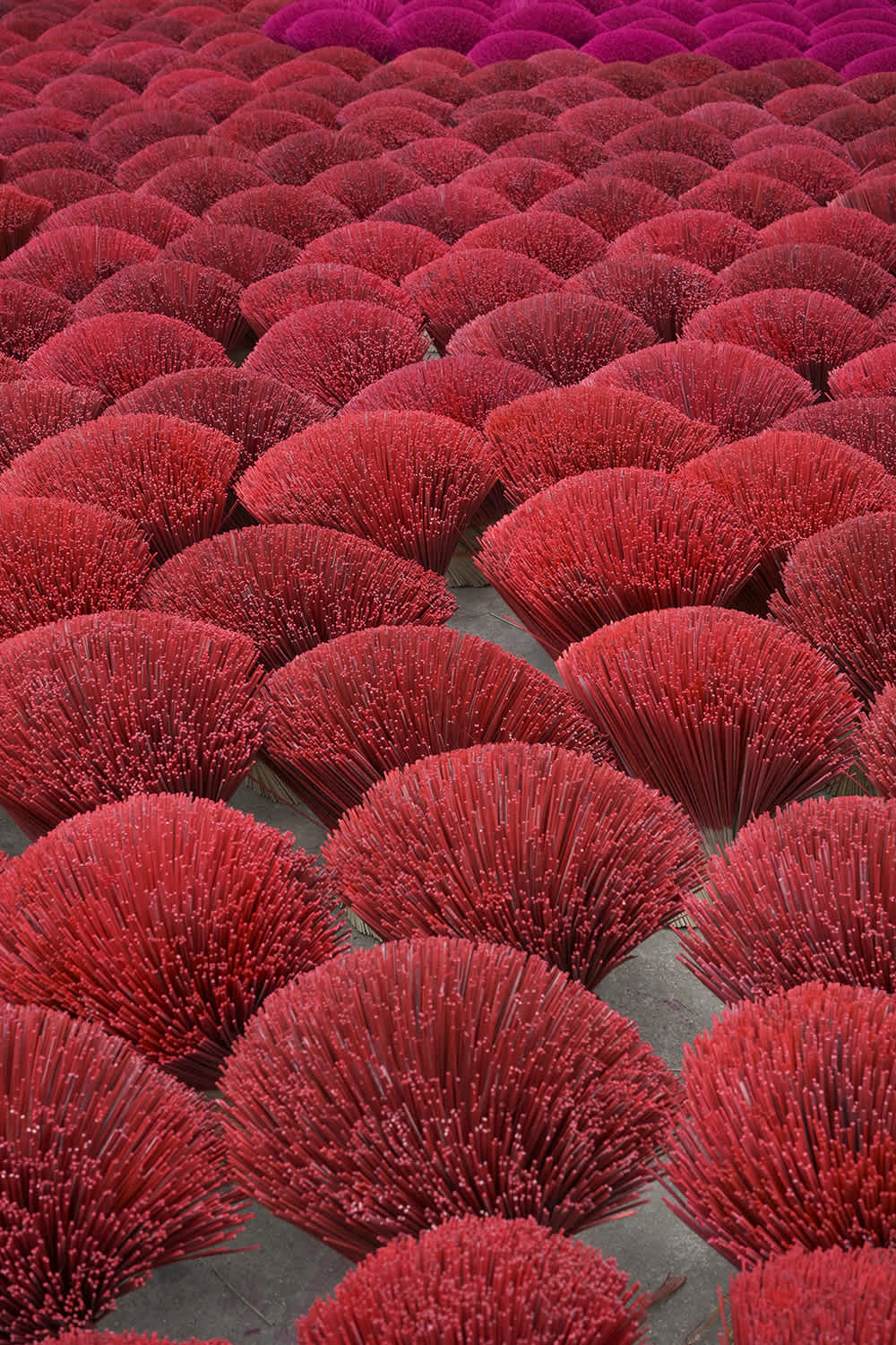 Rows of red-tinted incense sticks are spread out in drying bundles, creating a pattern resembling a sea of red flowers. The vibrant color and orderly arrangement make a striking visual display.