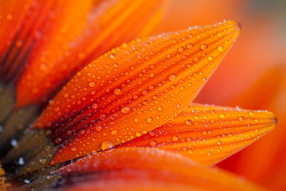 Close-up of vibrant orange flower petals covered in tiny water droplets, creating a fresh, dewy appearance. The petals display a gradient from deep orange to lighter hues, with intricate textures and fine lines visible.