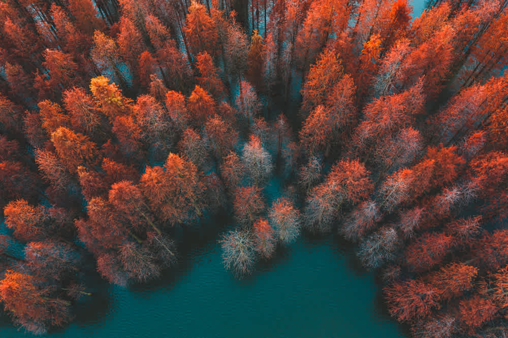 Aerial view of a forest with trees in autumnal hues of red and orange surrounding a blue-green body of water. The vibrant foliage contrasts with the calm water, creating a striking natural pattern.