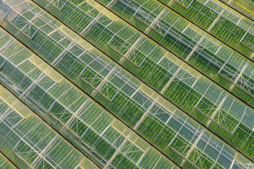 Aerial view of multiple greenhouses, each with a grid-like pattern of green plants inside. The greenhouses are parallel and covered with transparent roofing, allowing sunlight to pass through. The scene highlights organized agricultural growth.