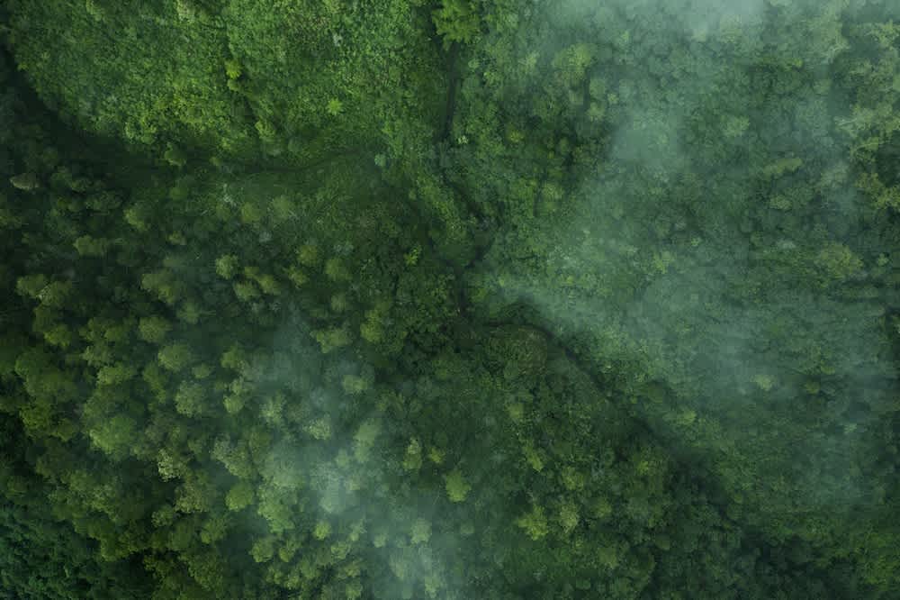 Aerial view of a dense green forest partially covered by light mist or fog, with treetops and lush foliage visible throughout the landscape.