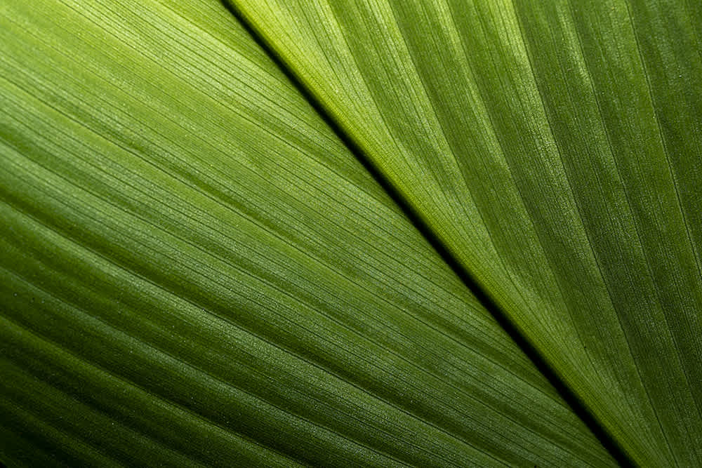 Close-up of two overlapping green leaves, showing detailed vein patterns and textures. The leaves meet at a diagonal line, creating a vibrant, natural design with various shades of green.