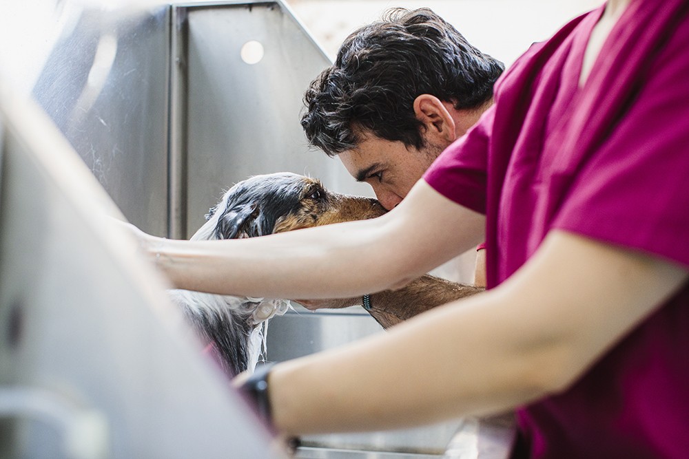 woman and man grooming dog