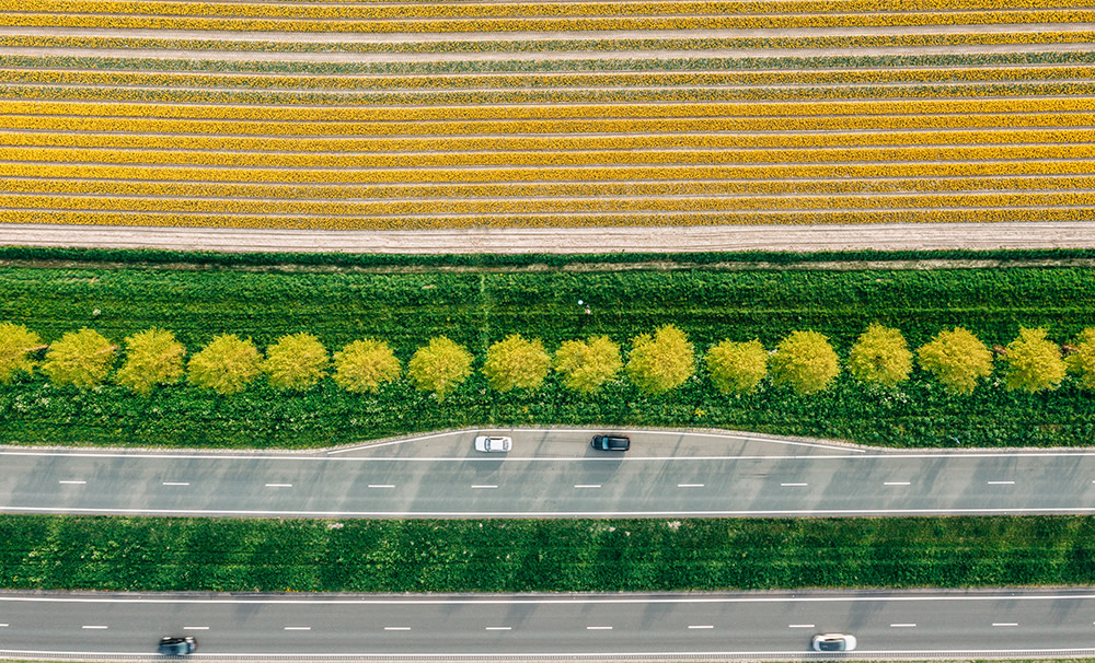 Aerial view of a road with cars passing through, flanked by a line of trees with yellow foliage. On one side, theres a vibrant yellow field with neat, parallel rows, and on the other, a green grass strip.