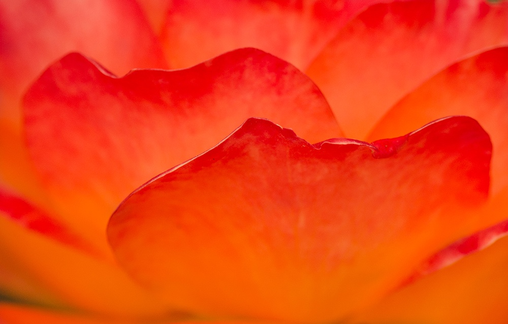 Vibrant orange coloured rose petals in abstract form.