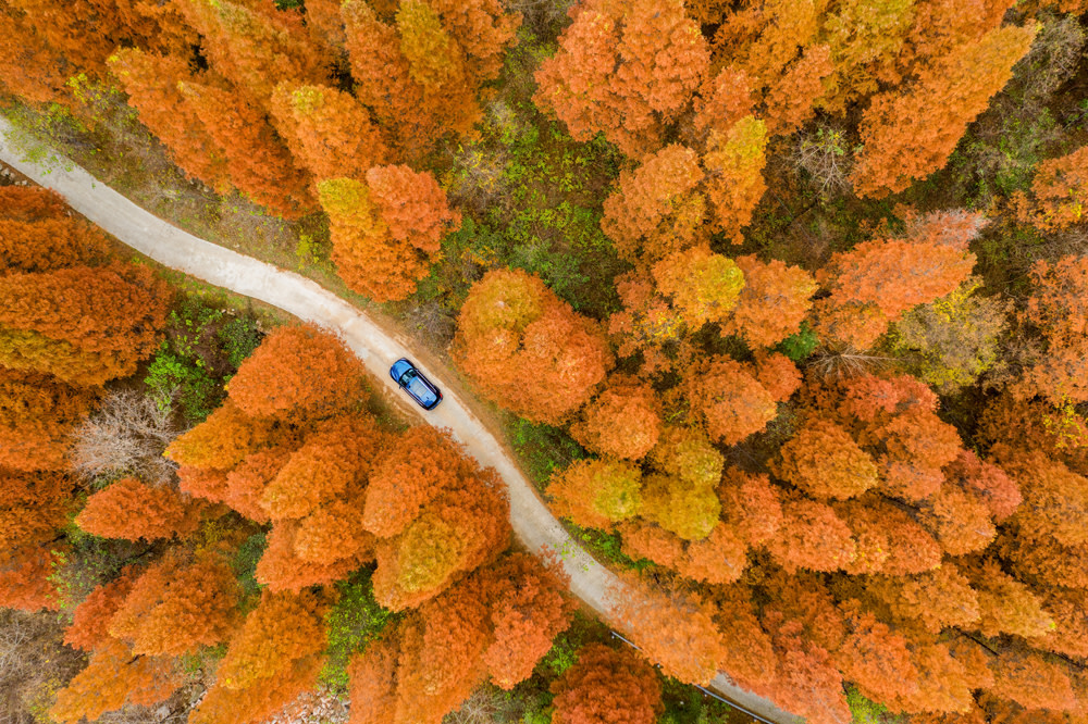blue car driving through fall trees