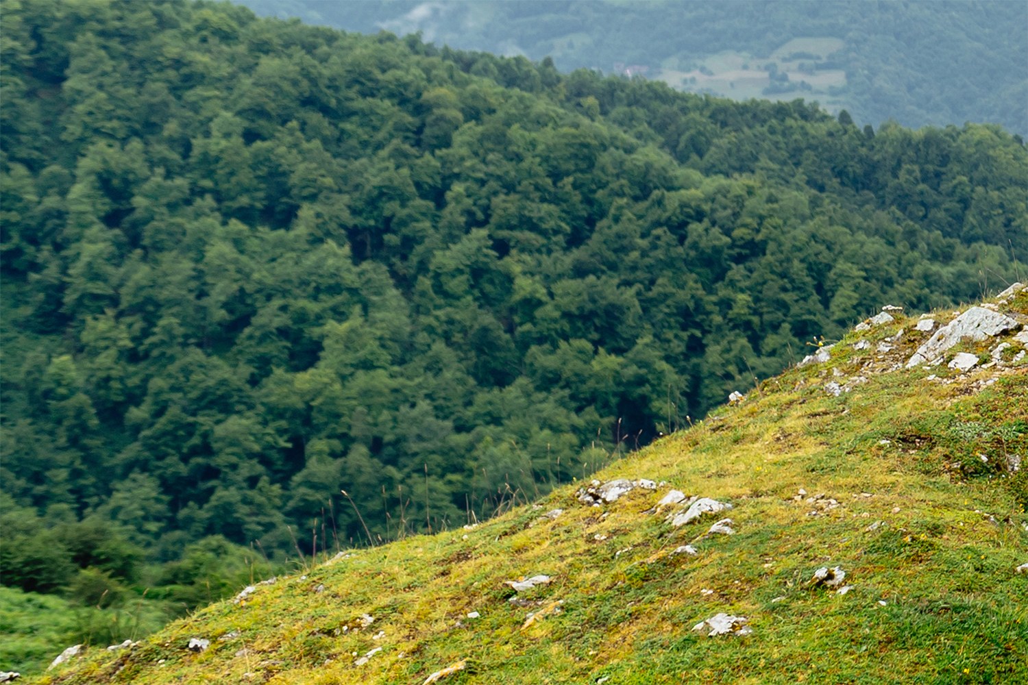 A grassy hillside with scattered rocks in the foreground, overlooking a densely wooded green forest covering rolling hills in the background.