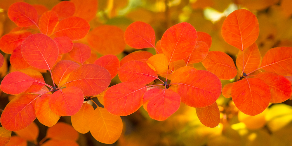 Vibrant autumn leaves featuring a mix of orange, red, and yellow hues, with a soft focus background of similarly colored foliage. The leaves are rounded, creating a warm and lively display of fall colors.
