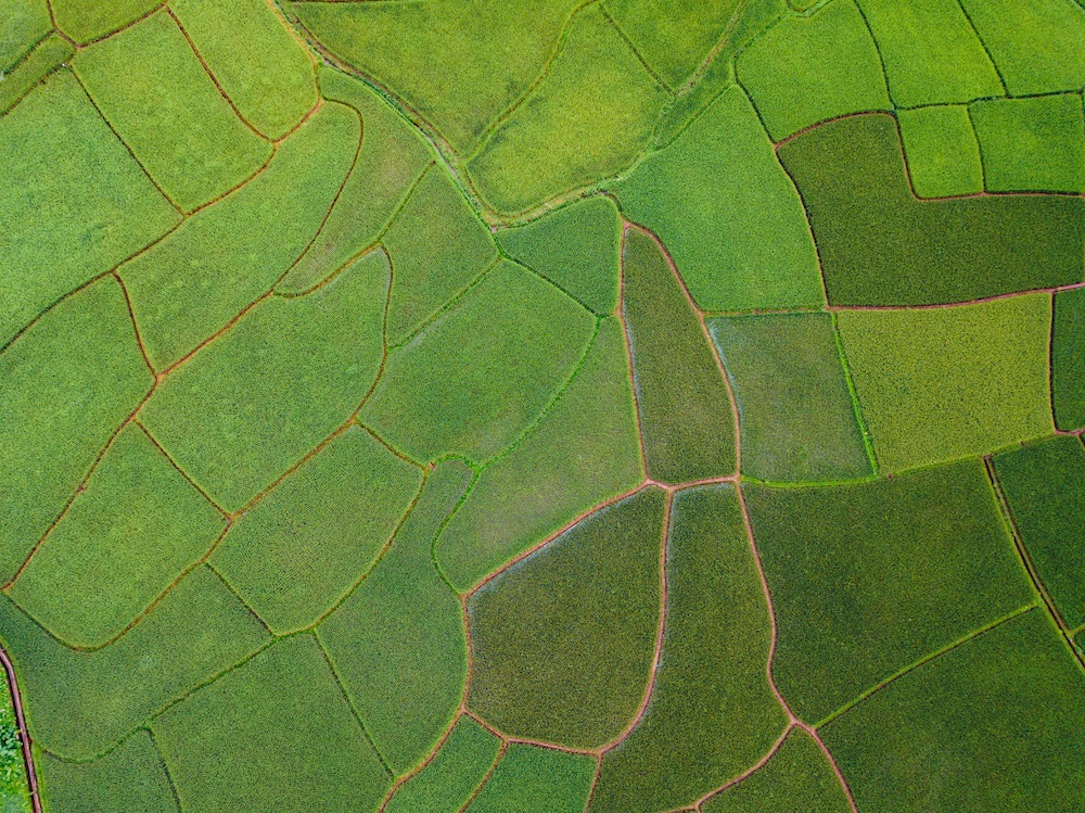Aerial view of green rice paddies divided into irregular geometric sections by thin dirt paths, creating a patchwork pattern across the landscape.